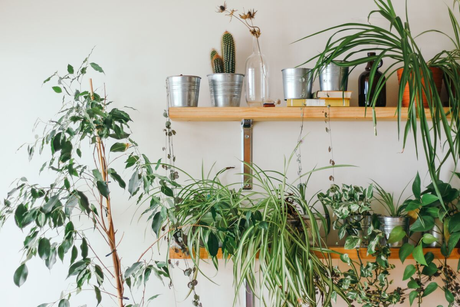 Green indoor plants