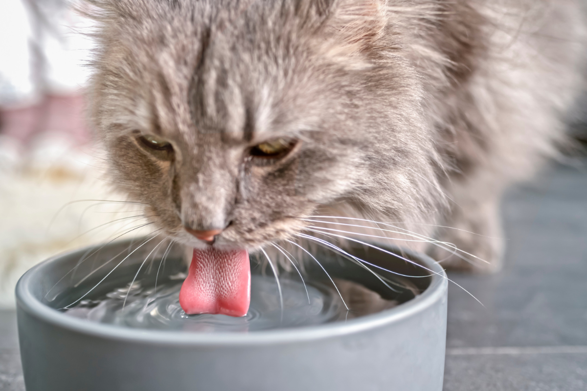 Can Cats Drink Alkaline Water