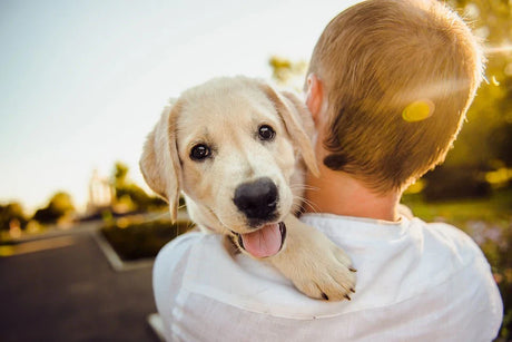 How Much Water Should a Dog Drink a Day?